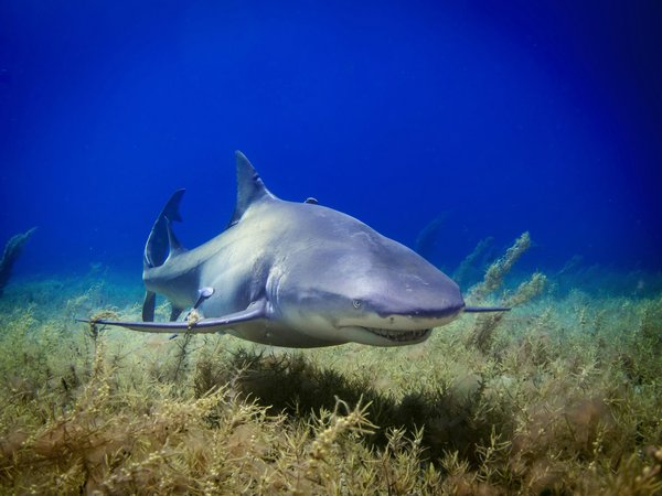 Où trouver les meilleurs spots pour la plongée avec les requins-tigres aux Bahamas : saisons et conseils ?